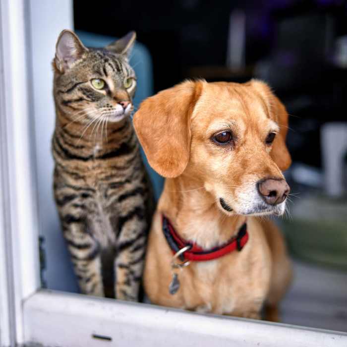 Dog and cat at The Morgan in Bedford, Texas