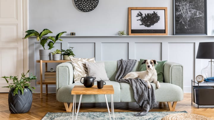 Stylish living room with modern mint sofa, wooden console, furniture, plant, elegant accessories, and dog laying on the couch.