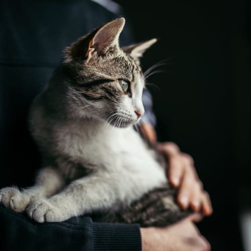 A resident holding a cat at Gela Point in Virginia Beach, Virginia