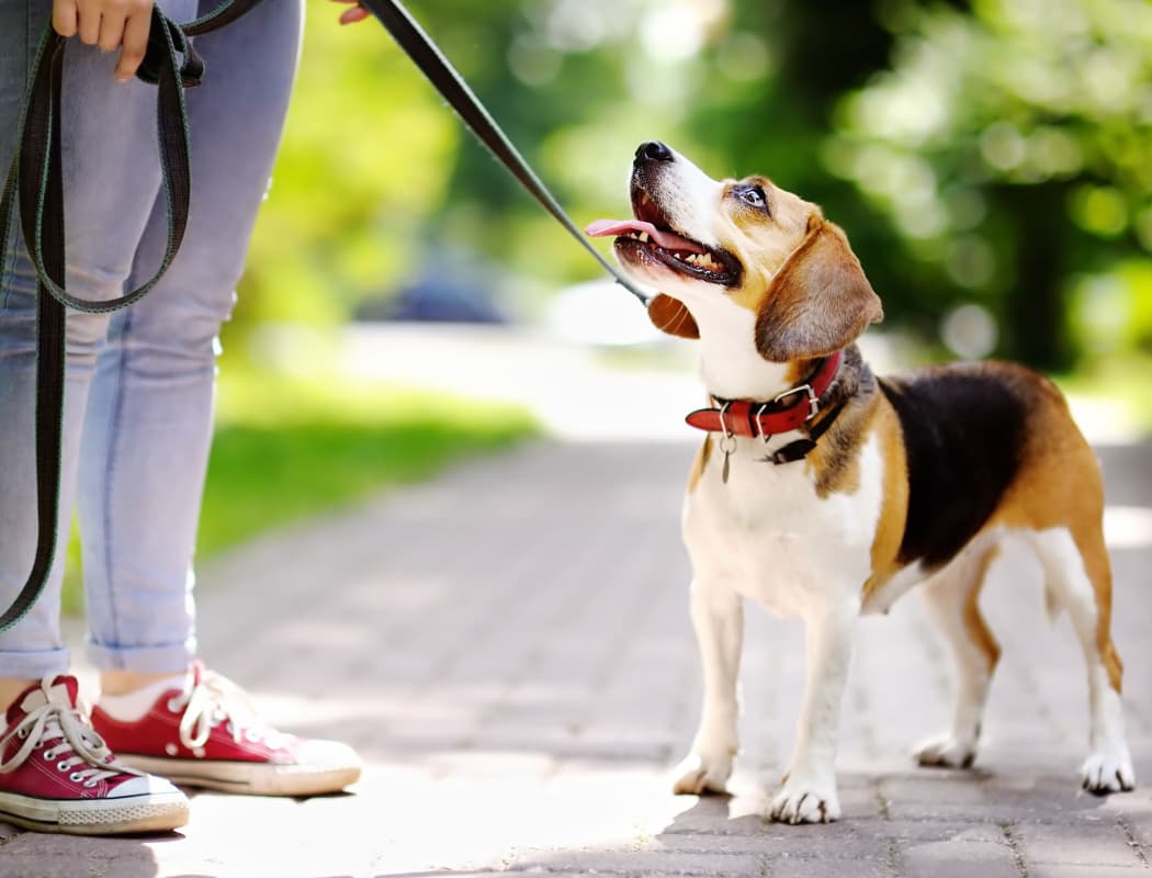 Auburn Place Apartments resident out walking her dog nearby in Virginia Beach, VA