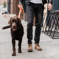 A man walking his dog outside near Mode at Hyattsville in Hyattsville, Maryland