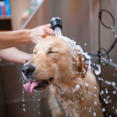 Pet wash station at Clear Creek Crossing in Wheat Ridge, Colorado