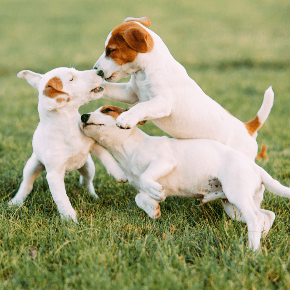 Puppies playing together at Tortola in Zephyrhills, Florida