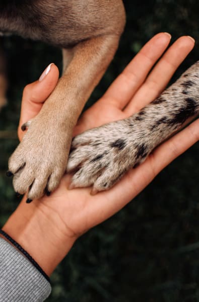 Dogs paws in a residents hand at Chattahoochee Ridge in Atlanta, Georgia