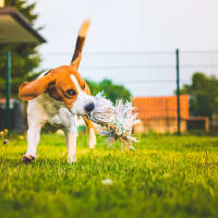 A dog playing with a rope near Paragon Apartments in Lawton, Oklahoma
