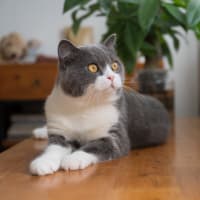 A resident's cat laying on the floor in an apartment at EOS in Orlando, Florida