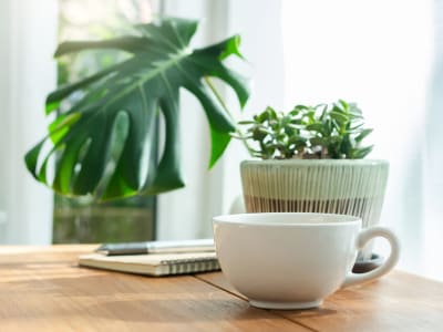 Mug and plant on a table at Marina Breeze in San Leandro, California