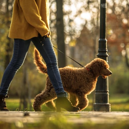 Woman taking her gorgeous dog out for a walk in the park near The Cambridge Apartments in Washington, District of Columbia