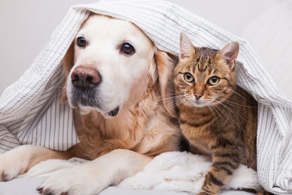 Picture of dog and cat snuggling - indicates that we are a pet-friendly community 
