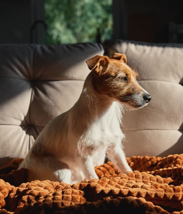 resident terrier posing in the sun at The Lodge at Napa Junction in American Canyon, California