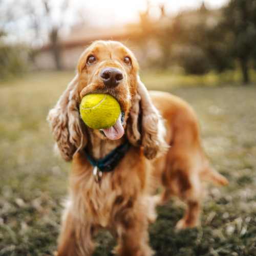 Dog playing in a park near Charleston Square Apartments in Columbus, Indiana