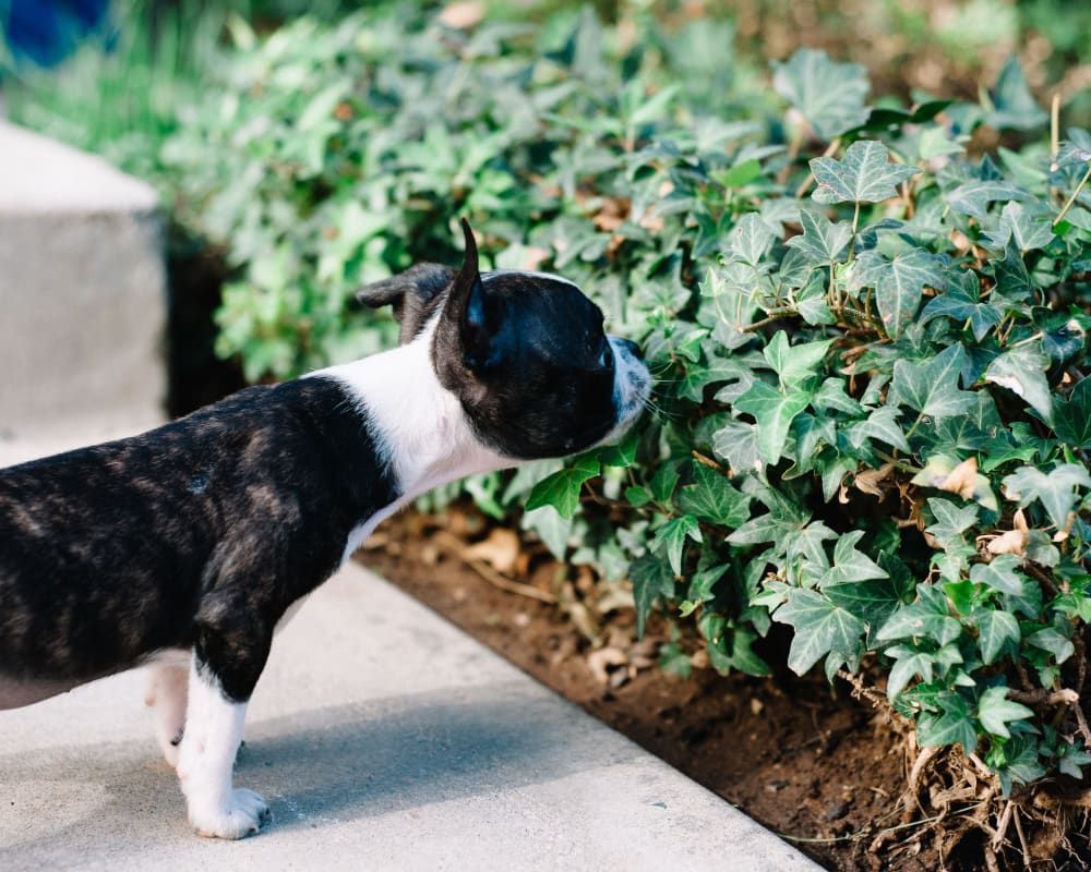 Resident dog stopping to smell some plants at Haven Martinez in Martinez, California