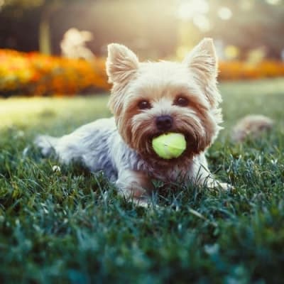 Pet friendly apartments at Greenhills Apartments & Townhomes in Damascus, Maryland