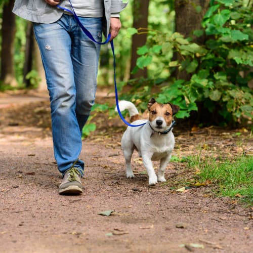 A resident walking with his dog in the park near Ramona Vista in Ramona, California
