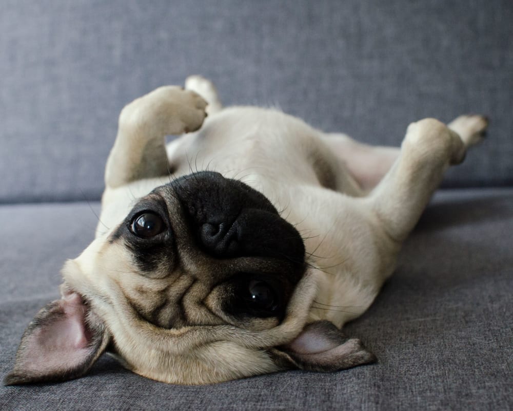 Pug laying on a couch at Rose Hill Estates in Norwich, Connecticut