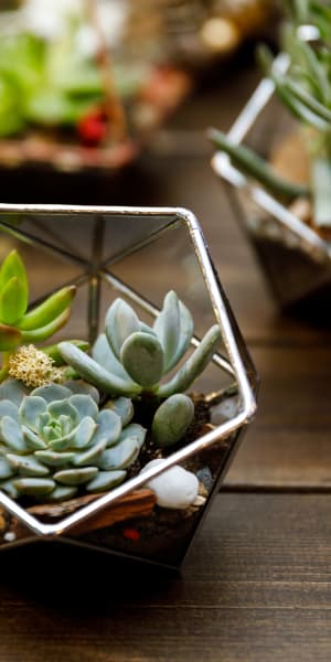 Succulents thriving on a table in a model home at River Oaks Apartment Homes in Vacaville, California