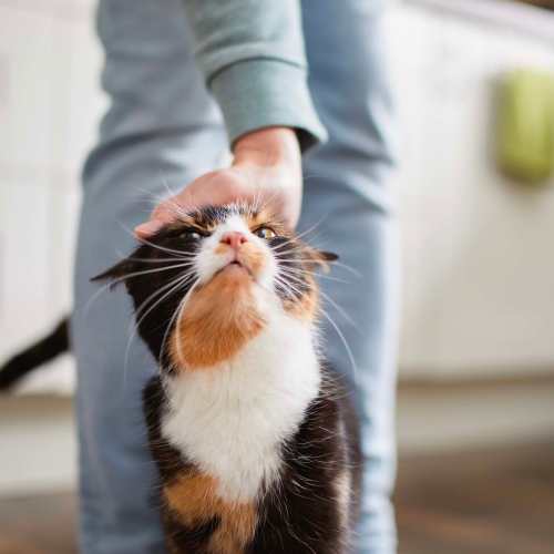 Happy cat getting some ear love at Copper Trail Townhomes in Owasso, Oklahoma