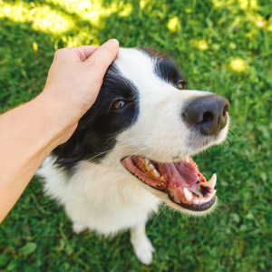 Dog getting petted at Sunset Ridge Apartments apartment homes in Lancaster, California