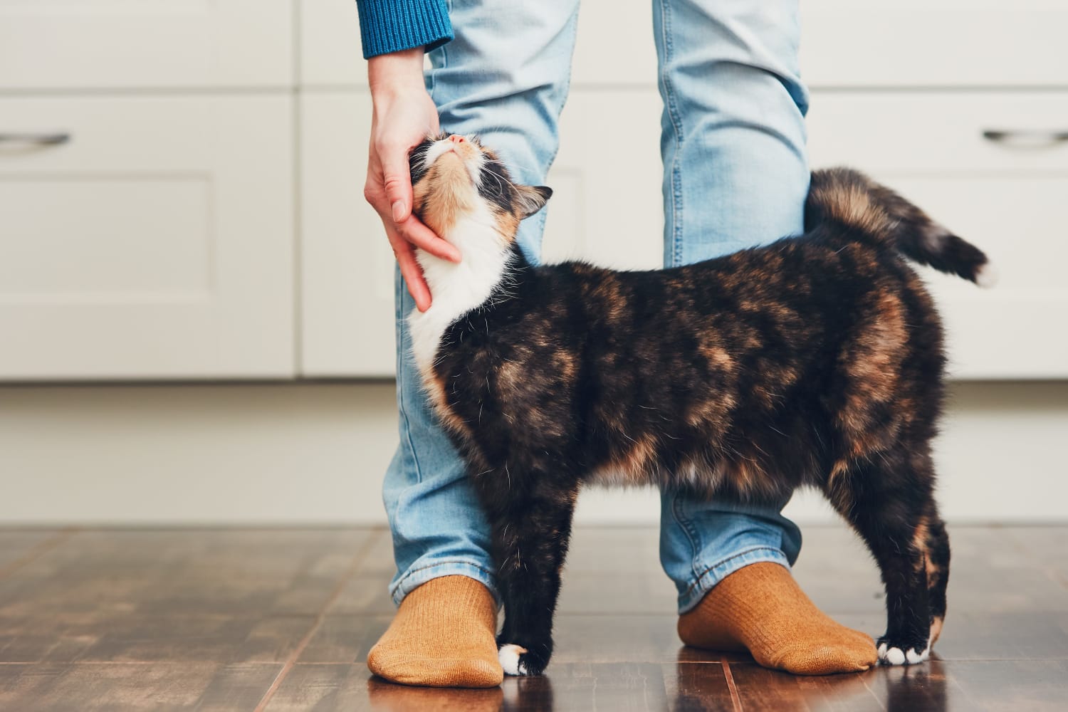 resident and their cat at Bull Run Townhomes in Fort Collins, Colorado