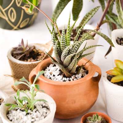 Thriving green plants at The Summit At Metrowest in Orlando, Florida