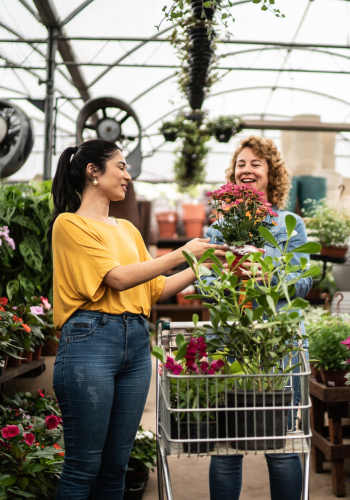 Residents out shopping at nursery near Springhouse Square in Charlotte, North Carolina