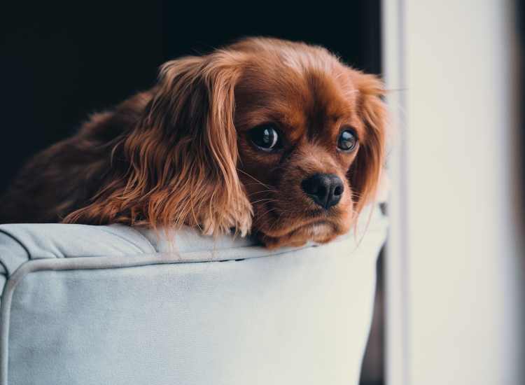Pet Friendly