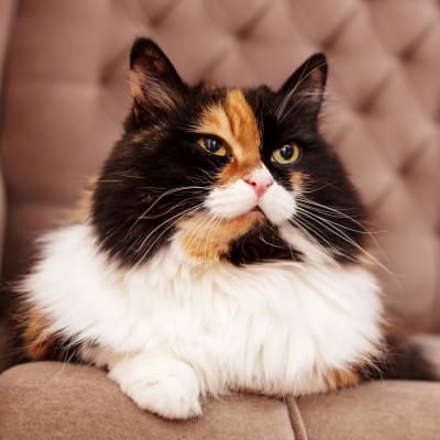 Comfortable cat at Clearwater at South Bay in Torrance, California