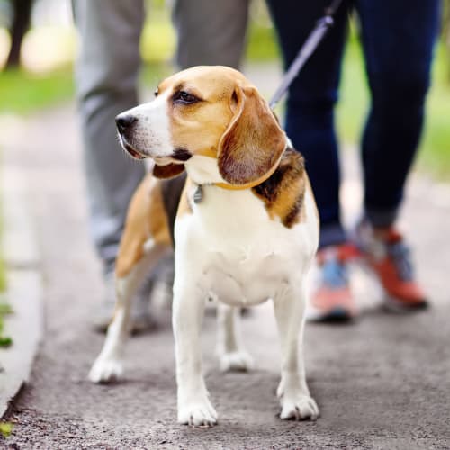 Dog taking his owners for a walk through the neighborhood at Ocean Park of Ponte Vedra in Jacksonville Beach, Florida