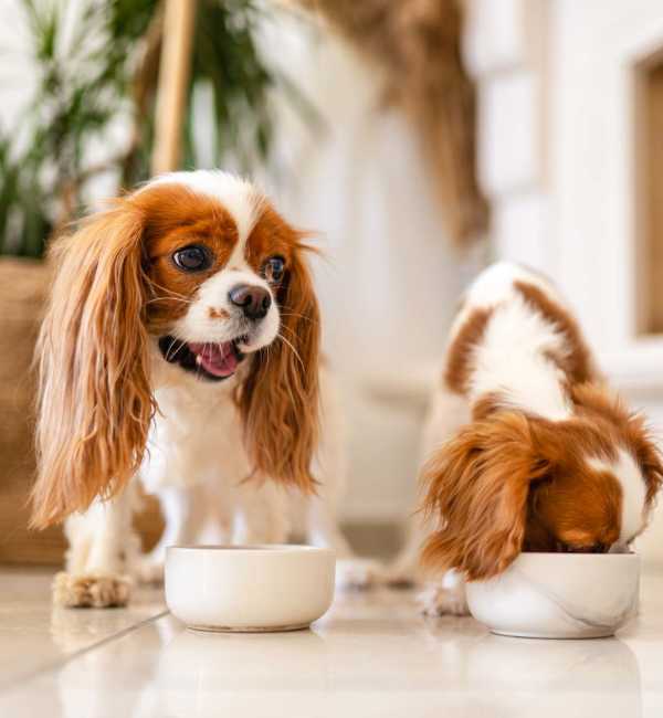 Two Cavalier King Charles Spaniels eating from bowls in a bright, pet-friendly living space at Retreat at the Park in Burlington, North Carolina