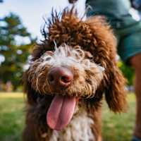 Dog in a nearby dog park at St. James in Dallas, Texas