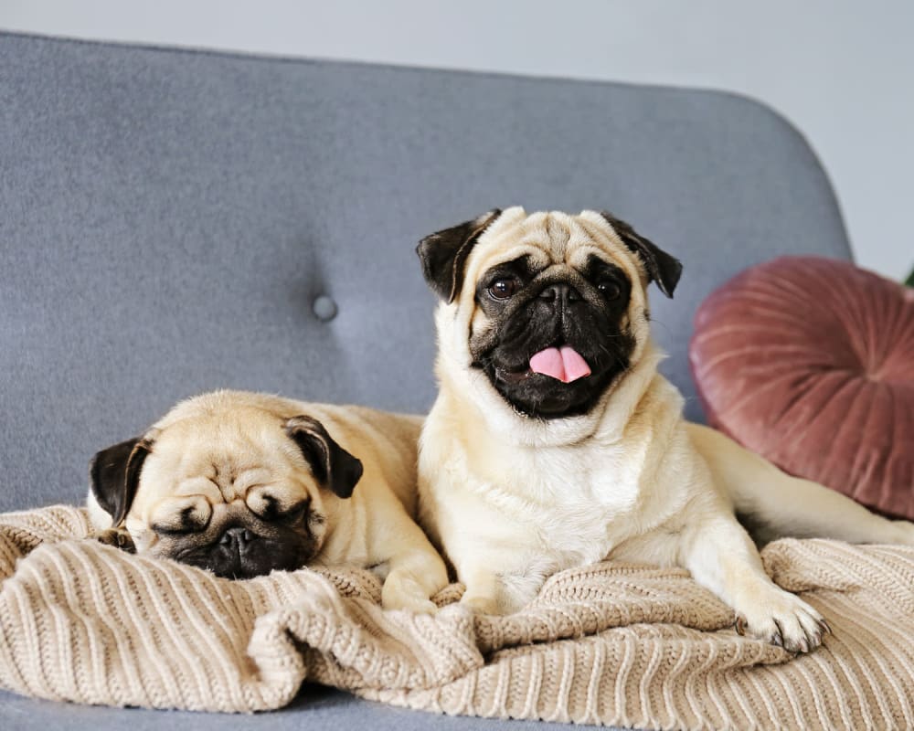 Happy dogs relaxing on the couch in their apartment home at Oaks Union Depot in St Paul, Minnesota