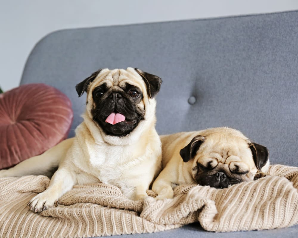 Happy dogs relaxing on the couch in their apartment home at Las Colinas, Texas near Oaks Hackberry Creek