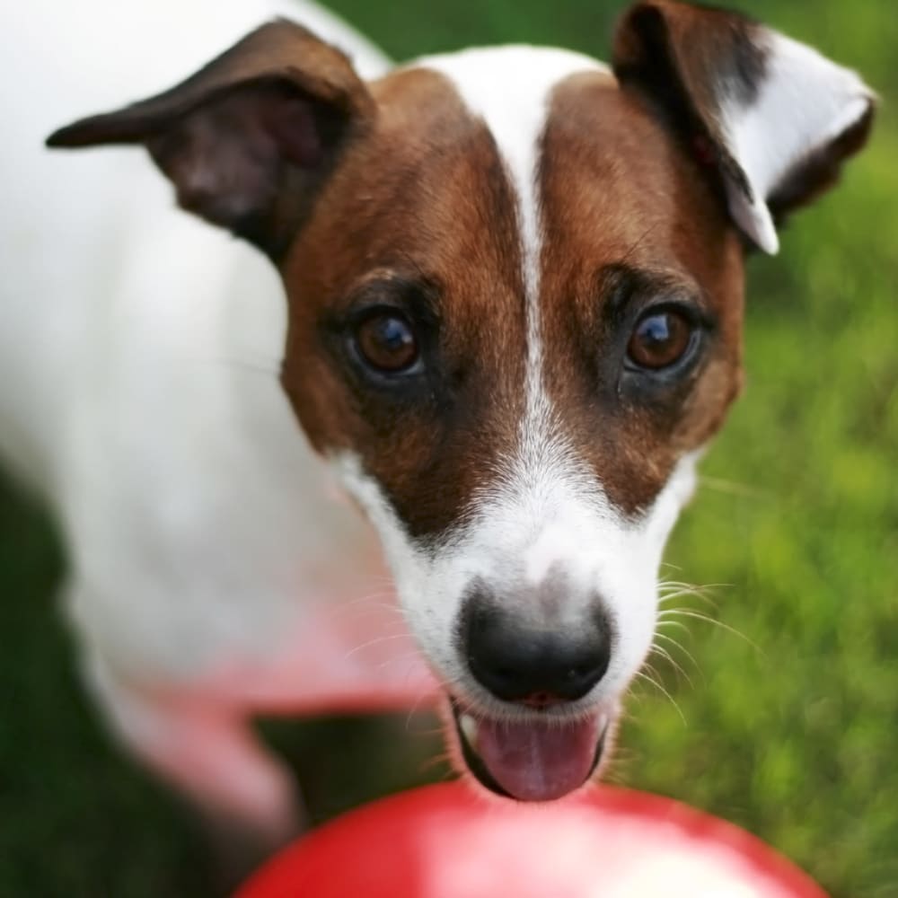 Pet shops near Vargos on the Lake in Houston, Texas