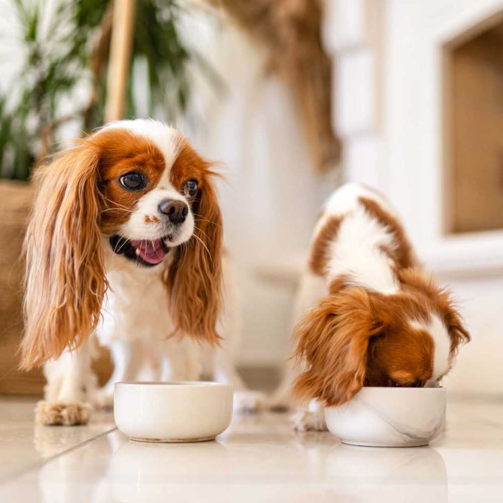 Pet friendly at The Cascade at Foundry Creek in Richmond, Virginia