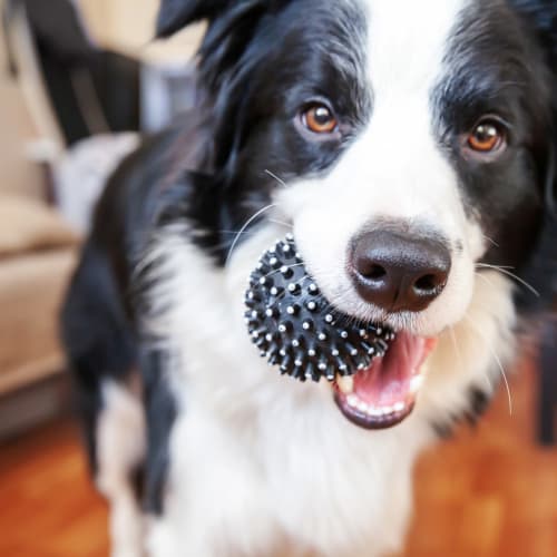 A dog enjoys her toy at pet-friendly M2 Apartments in Denver, Colorado