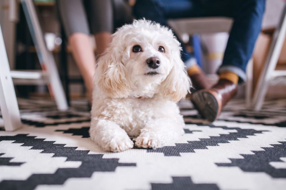 Resident dog at Sonoma Palms in Las Cruces, New Mexico