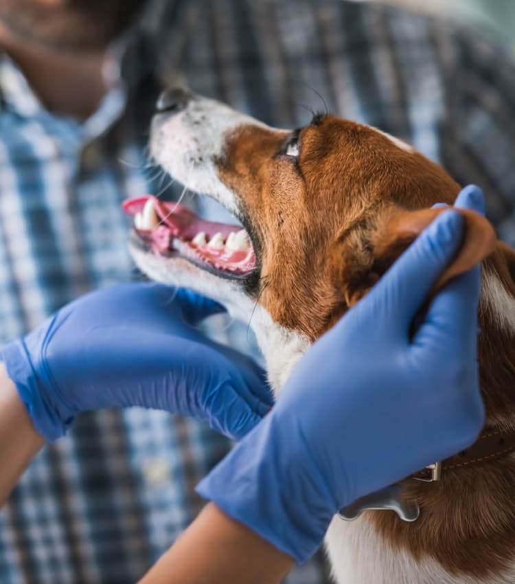 Doggy in medical review at Kenmore Animal Hospital in Kenmore, New York