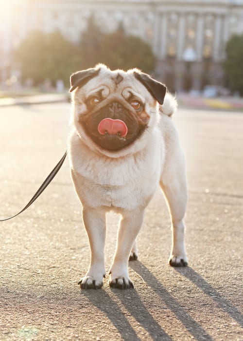 Happy little pug posing for a photo while on his morning walk near Brio Apartment Homes in Glendale, California