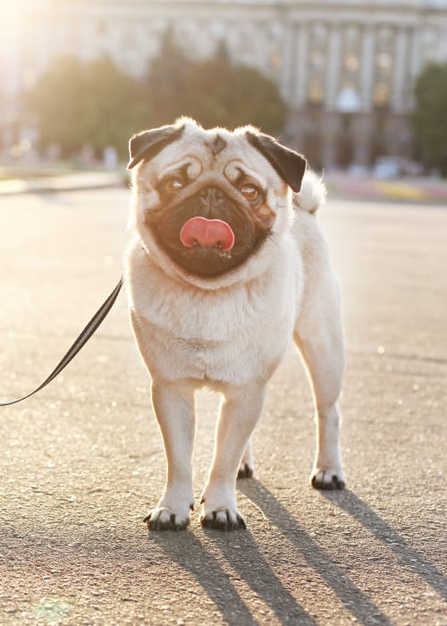 Happy little pug posing for a photo while on his morning walk near Harrison Tower in Portland, Oregon