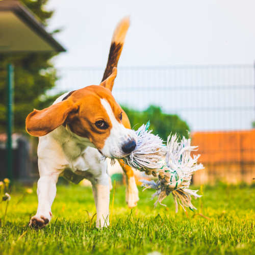 Dog playing with a rope toy on the green grass outside at Sharps & Flats Apartment Homes in Davis, California