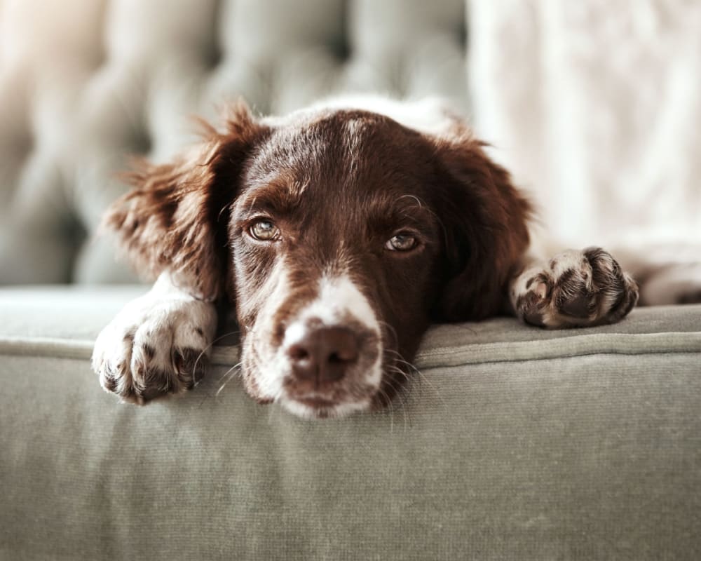 Cute dog laying on a couch at Griswold Gardens in Glastonbury, Connecticut