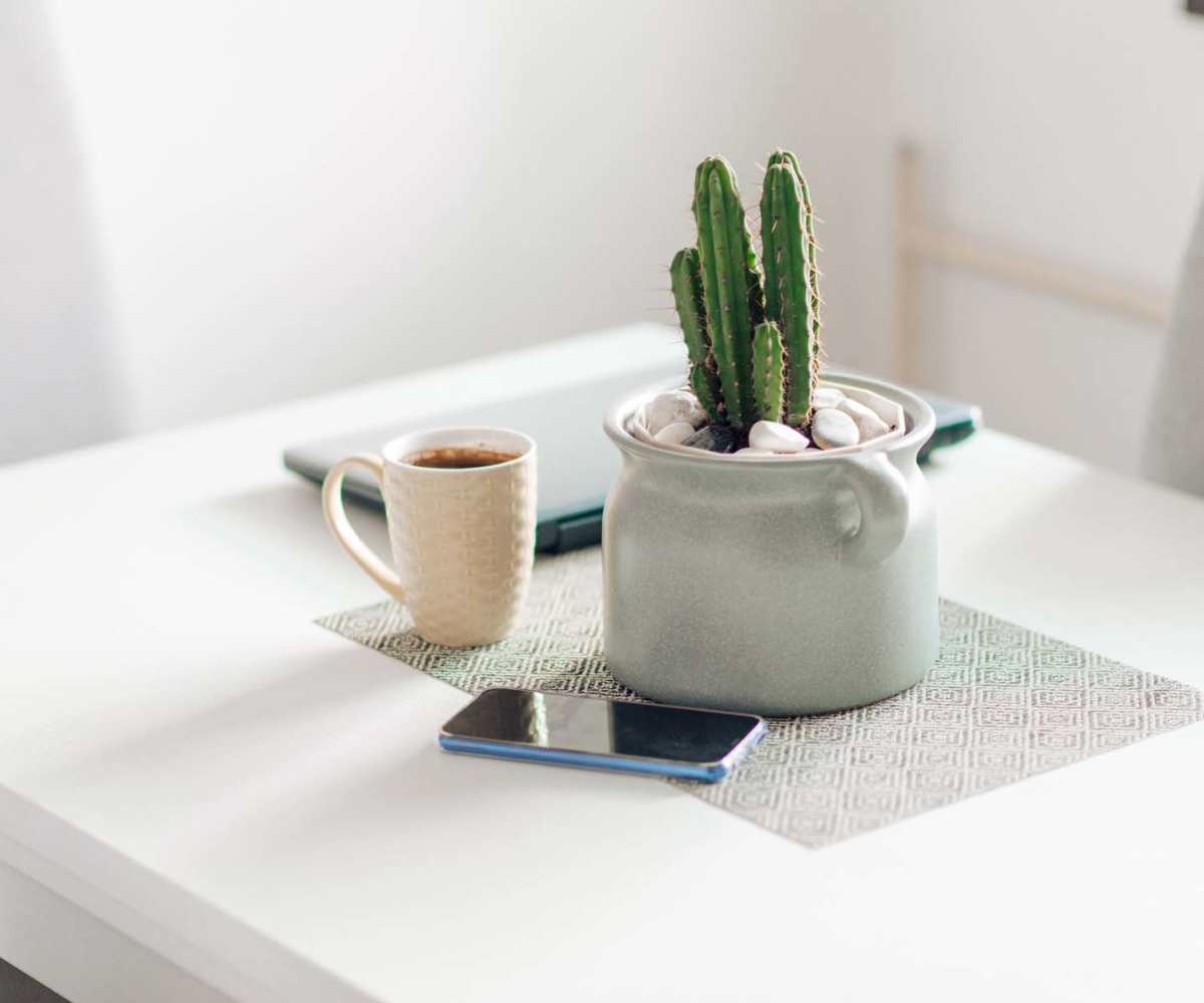Cactus in a pot on a table at Russell Lamson in Waterloo, Iowa