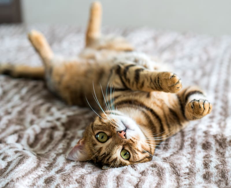 Cat frolicking on a rug in her new home at Timber Lakes Apartment Homes in Kansas City, Missouri