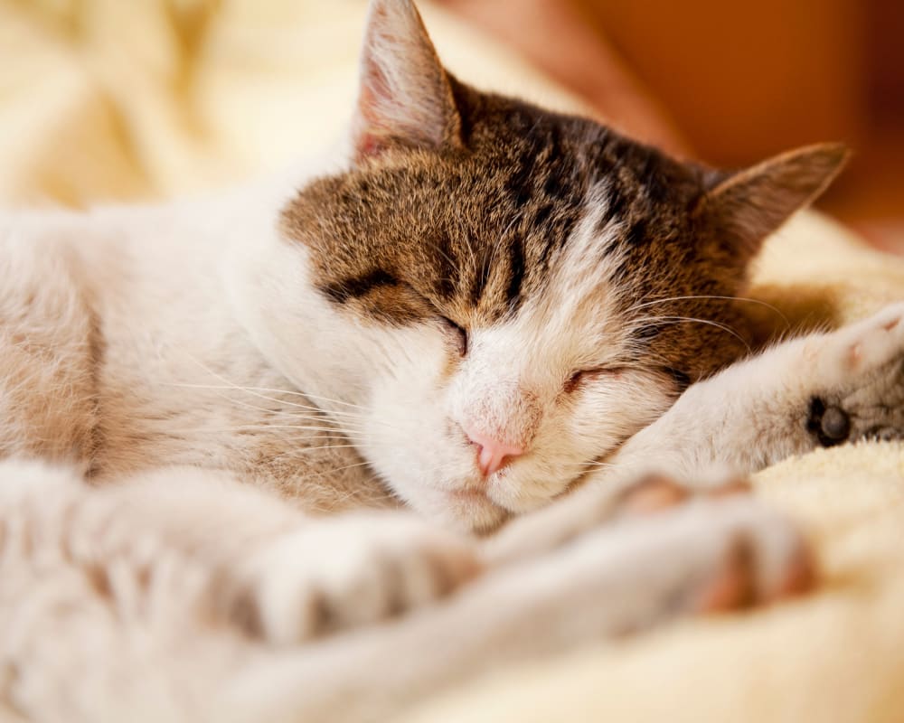 Sleeping cat at Cloverdale Park Apartments in Saddle Brook, New Jersey