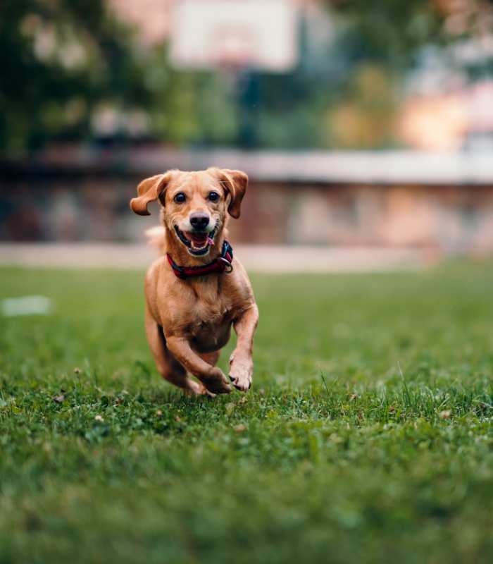 Dog running in the dog park at Edge at Concord in Concord, North Carolina