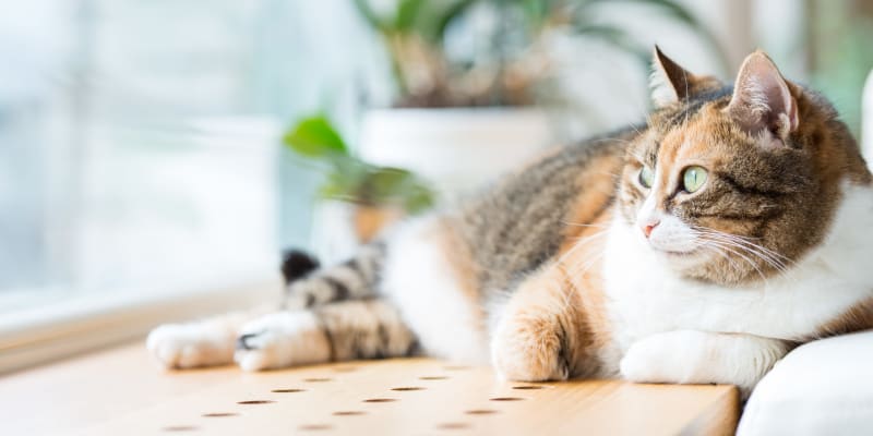 a lounging cat at Capeharts in Ridgecrest, California