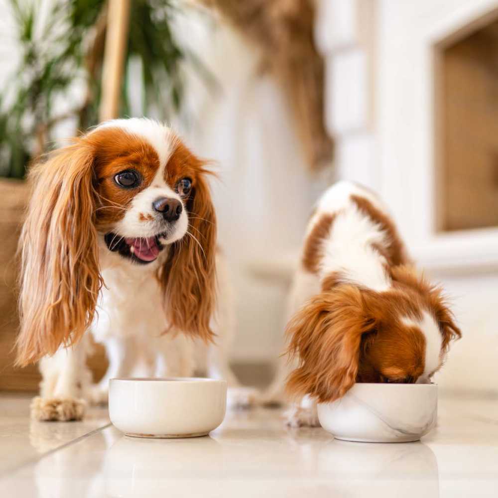 Pet dogs feeding at Bella Vida in Dallas, Texas