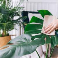 Indoor plants in an apartment at Carrington Park in Little Rock, Arkansas