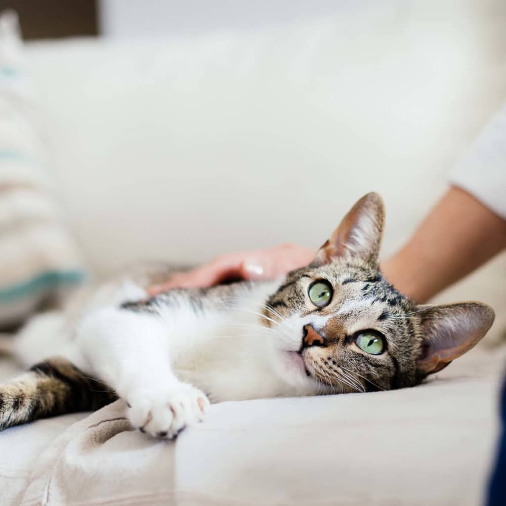 Cat relaxing on the living area at The Dakota at Governors Ranch in Littleton, Colorado