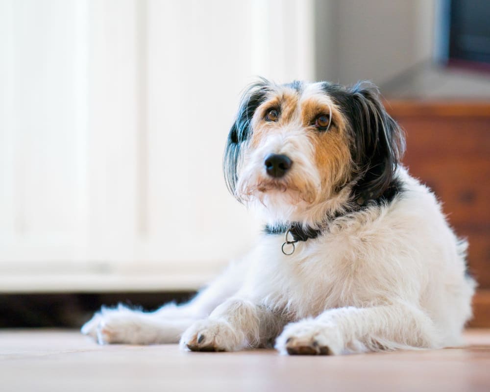 A dog in a pet-friendly home at Pacific West Villas in Westminster, California